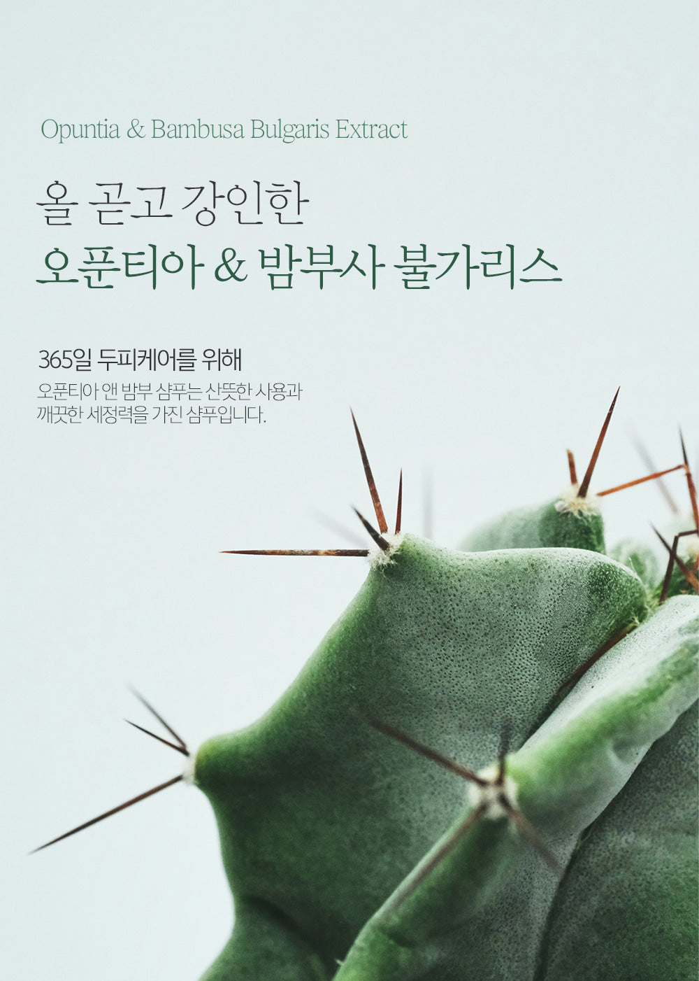 Sallim Baekseo Opuntia & Bamboo Hair Therapy Shampoo 500 ML