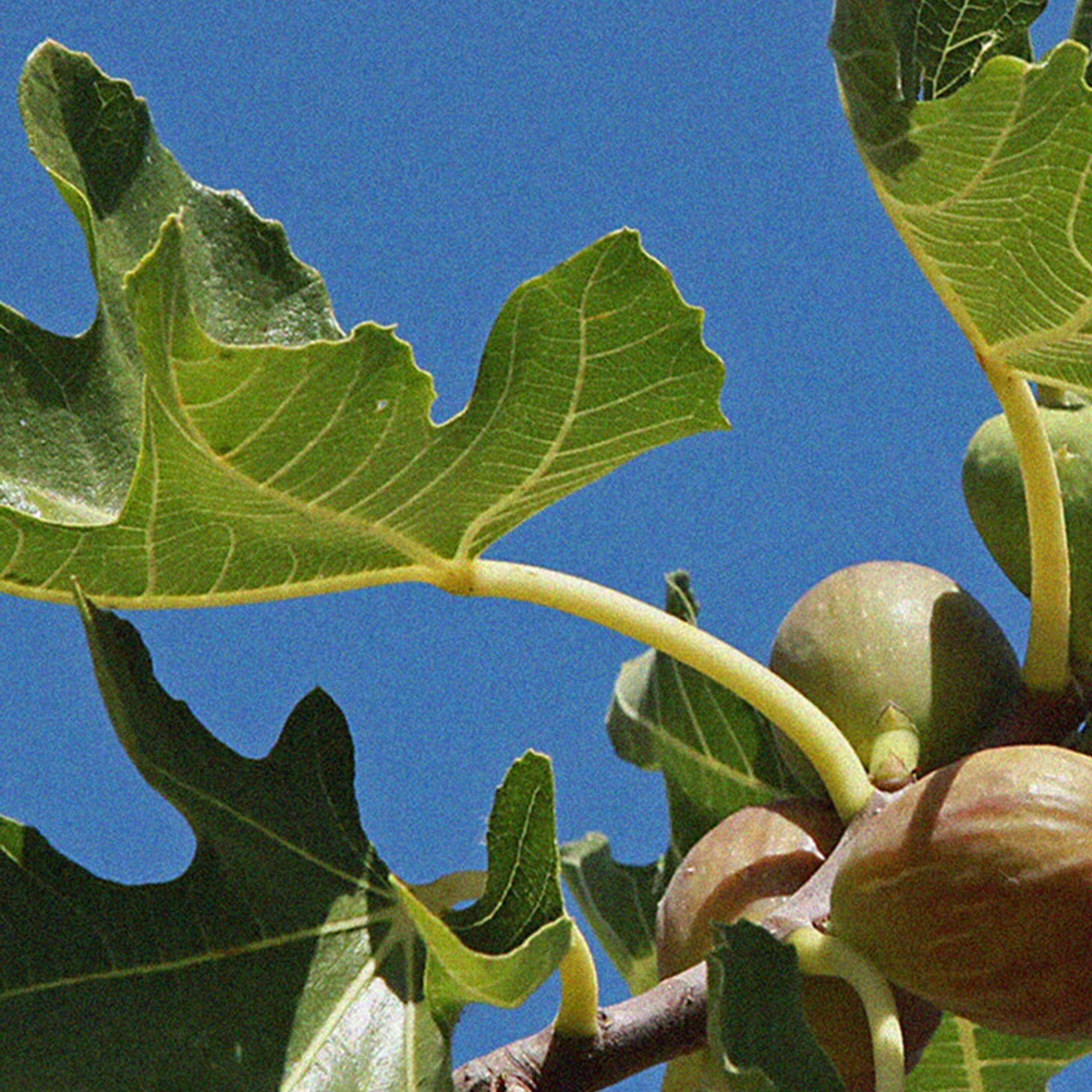 SCHIM Fig Leaf Spray 200ml