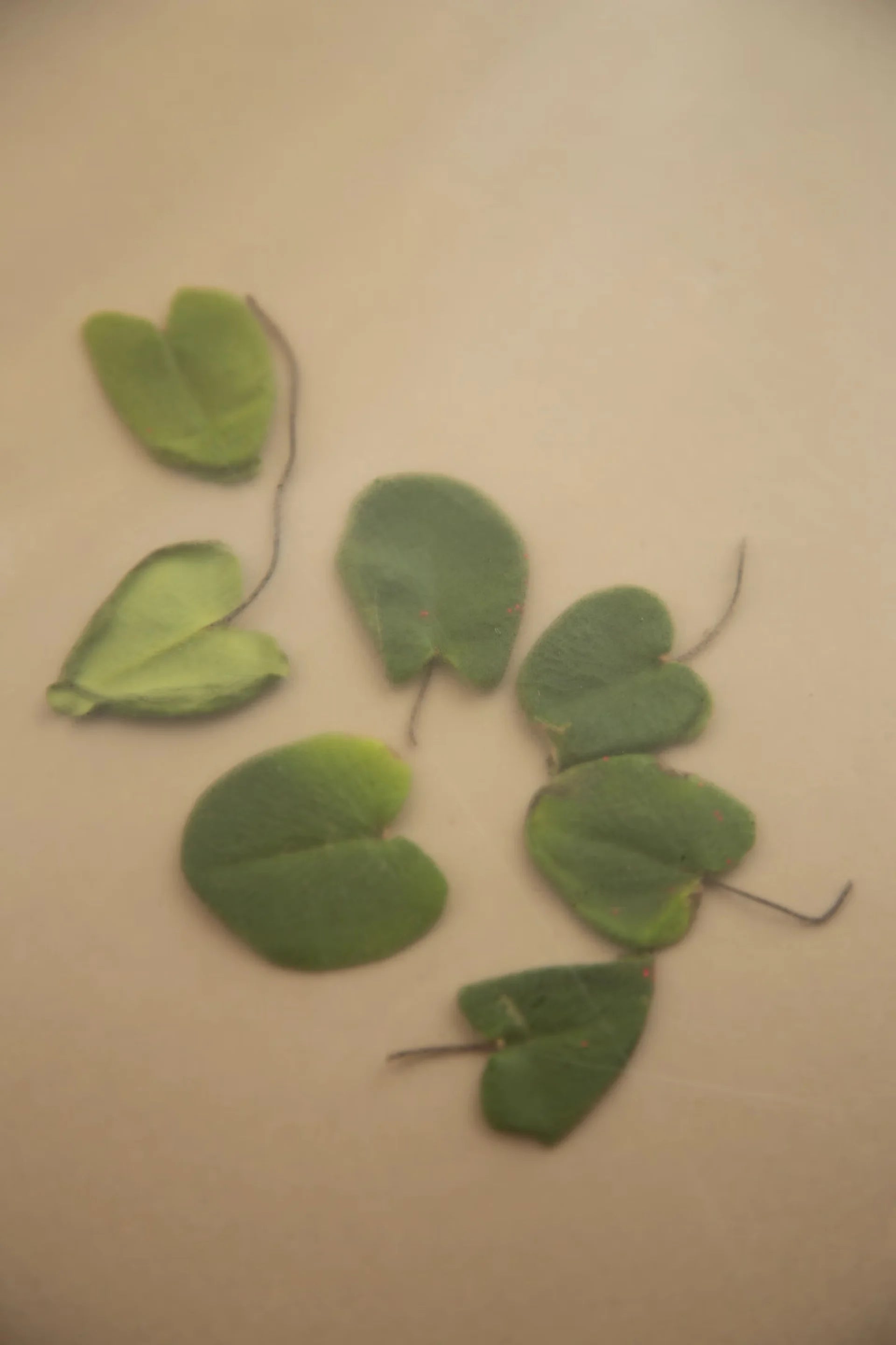 HYEJA Vegan Niacinamide Heartleaf Calming Serum