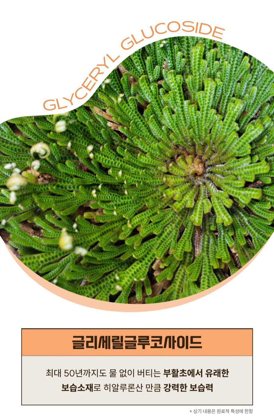 BonUgly_Bone_Ugly_Firming_Kelp_Capsule_Ampoule_50ml_2_KBX_94677c44-3152-4e71-8a60-75d1d57f5e82.jpg