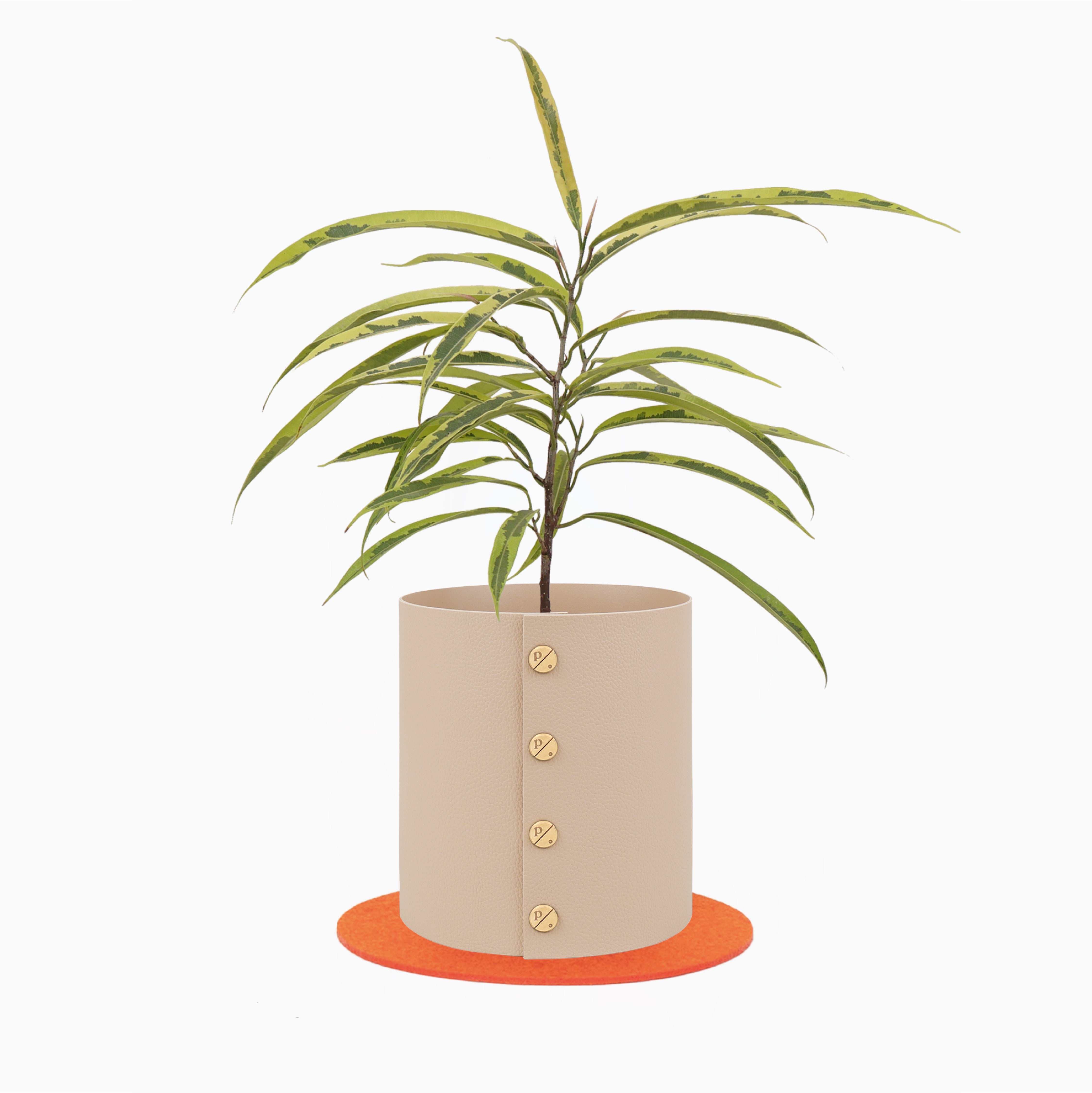 Coconut_S_Orange.jpg