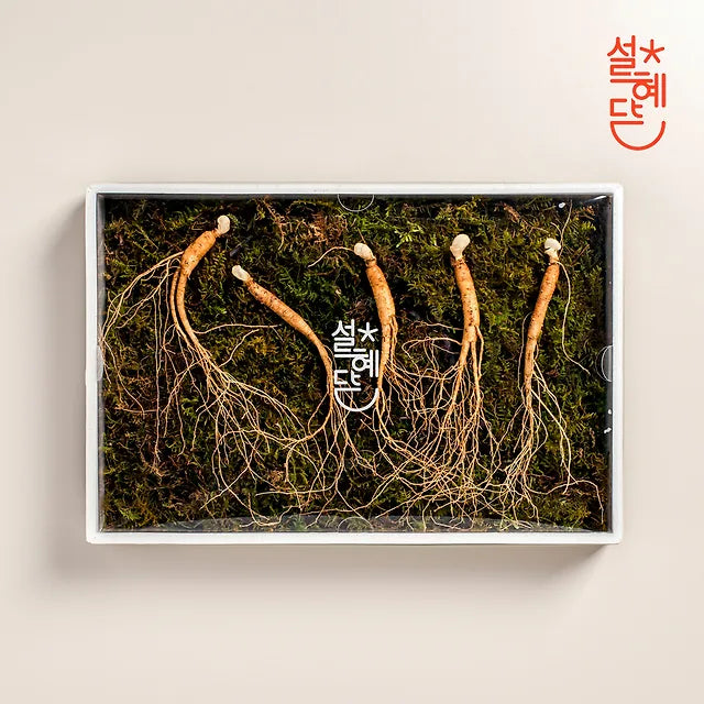 Seol Hye-dam 5-6 year old premium genuine wild ginseng 5 roots / wild ginseng grown in Gangwon-do