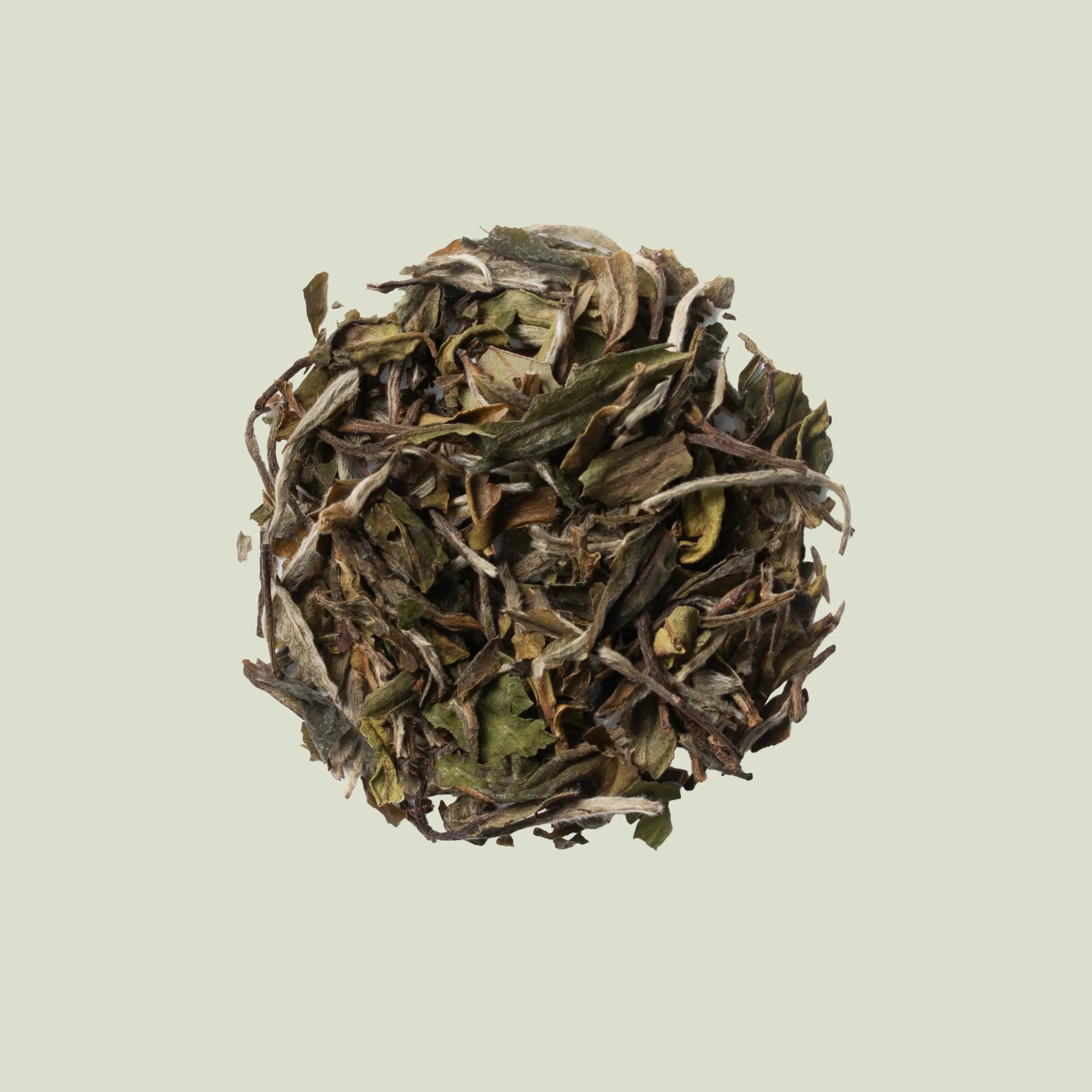 WhitePeony_1.webp